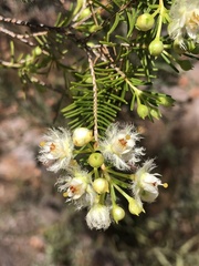 Verticordia cunninghamii