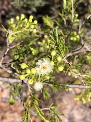 Verticordia cunninghamii