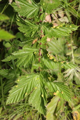 Dasineura ulmaria