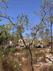 Verticordia cunninghamii