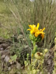 Grindelia oxylepis