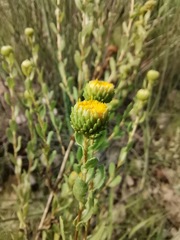 Grindelia oxylepis