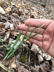 Carex blanda
