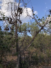 Brachychiton megaphyllus