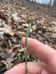 Carex blanda