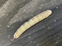 Psilogramma increta