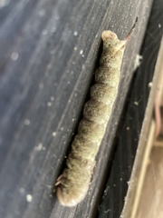 Psilogramma increta