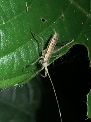 Pedinothorax exiguus