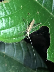 Pedinothorax exiguus