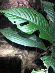 Pedinothorax exiguus