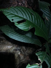 Pedinothorax exiguus