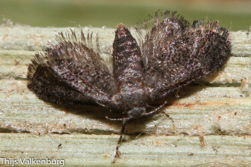 Ommatissopyrops