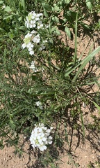 Lepidium thurberi