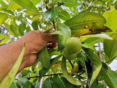 Diospyros nigra
