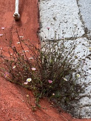 Erigeron karvinskianus