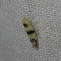Empoa gillettei