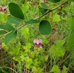 Magnoliopsida