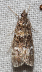 Eudonia protorthra