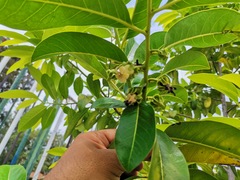 Diospyros nigra