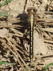 Phanogomphus oklahomensis