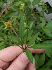 Bidens alba