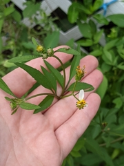 Bidens alba