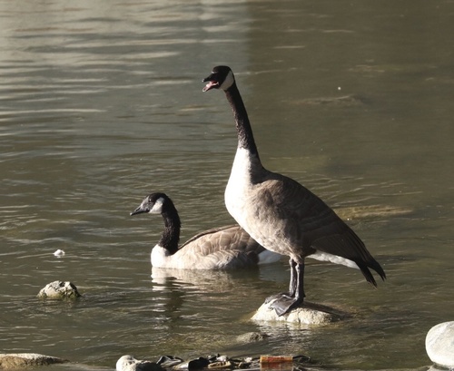 photo of Canada Goose (Branta canadensis)