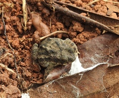 Rhinella major