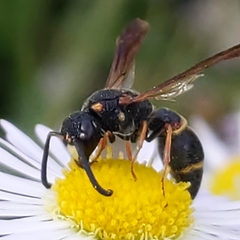 Parancistrocerus fulvipes