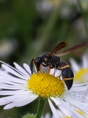 Parancistrocerus fulvipes