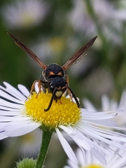 Parancistrocerus fulvipes