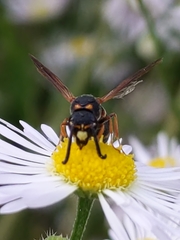 Parancistrocerus fulvipes