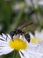 Parancistrocerus fulvipes