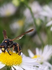 Parancistrocerus fulvipes