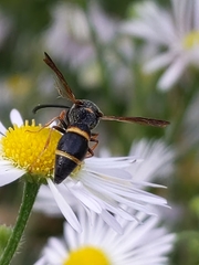Parancistrocerus fulvipes