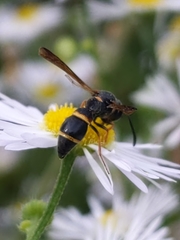 Parancistrocerus fulvipes