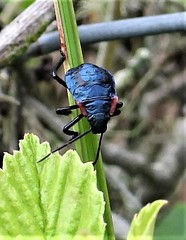 Alcaeorrhynchus