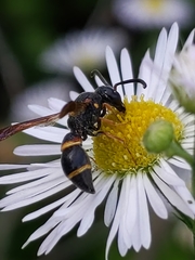 Parancistrocerus fulvipes