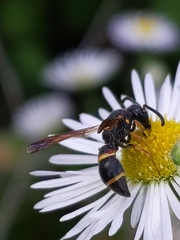 Parancistrocerus fulvipes