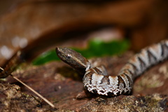 Bothrocophias microphthalmus