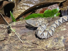 Bothrocophias microphthalmus
