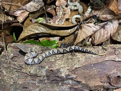 Bothrocophias microphthalmus