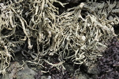 Ramalina siliquosa