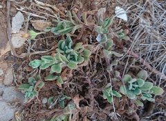 Calendula suffruticosa algarbiensis