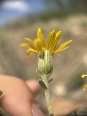 Heterotheca utahensis