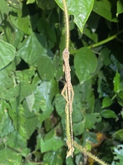 Anolis lyra