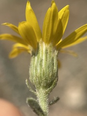 Heterotheca utahensis