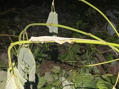 Anolis lyra