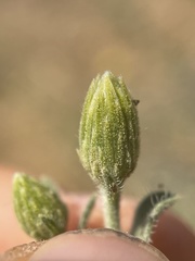 Heterotheca utahensis