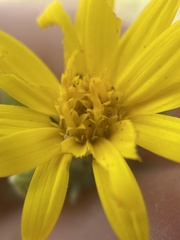 Heterotheca utahensis